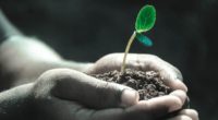 hands, macro, plant-1838658.jpg