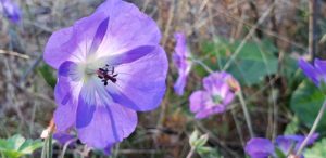 purple flowerlight